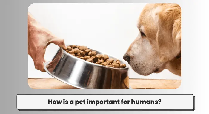 How is a pet important for humans?