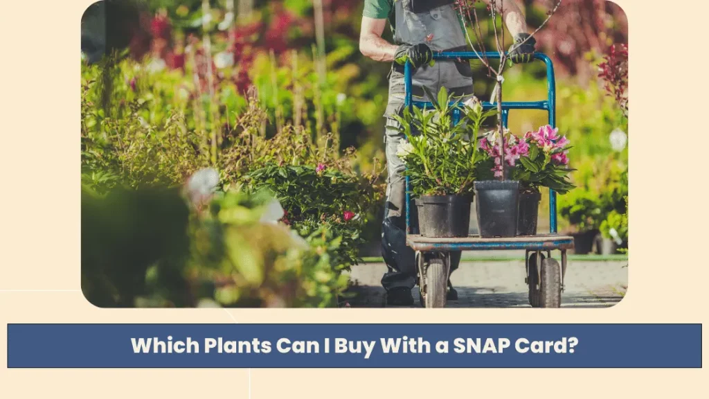 Which Plants Can I Buy With a SNAP Card